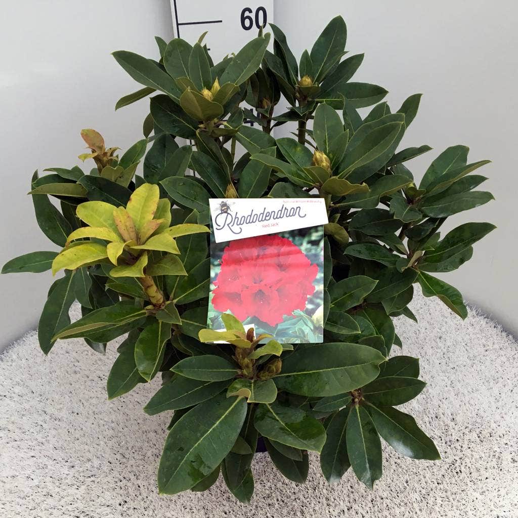  Rhododendron (Rhododendron 'Red Jack')