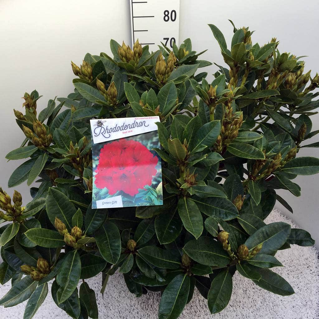  Rhododendron (Rhododendron 'Red Jack')