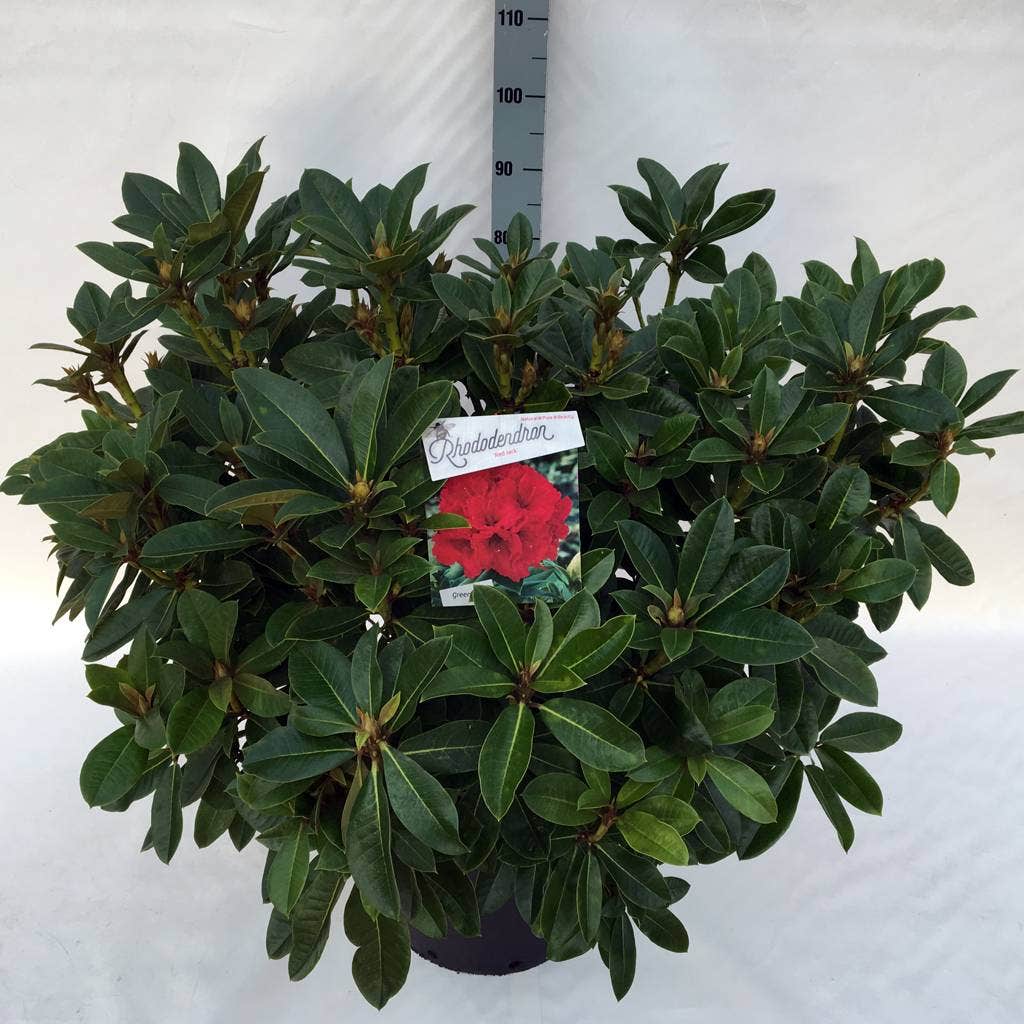  Rhododendron (Rhododendron 'Red Jack')