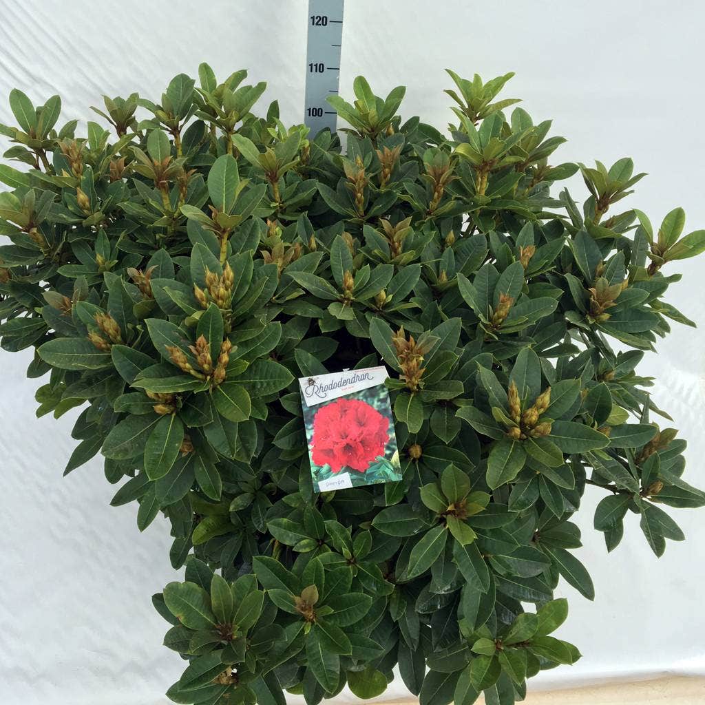  Rhododendron (Rhododendron 'Red Jack')