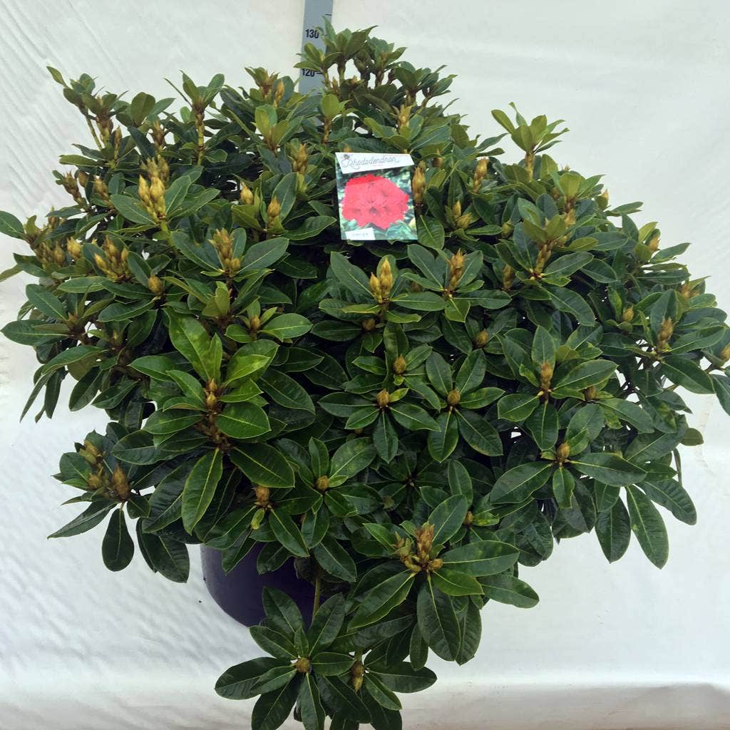  Rhododendron (Rhododendron 'Red Jack')