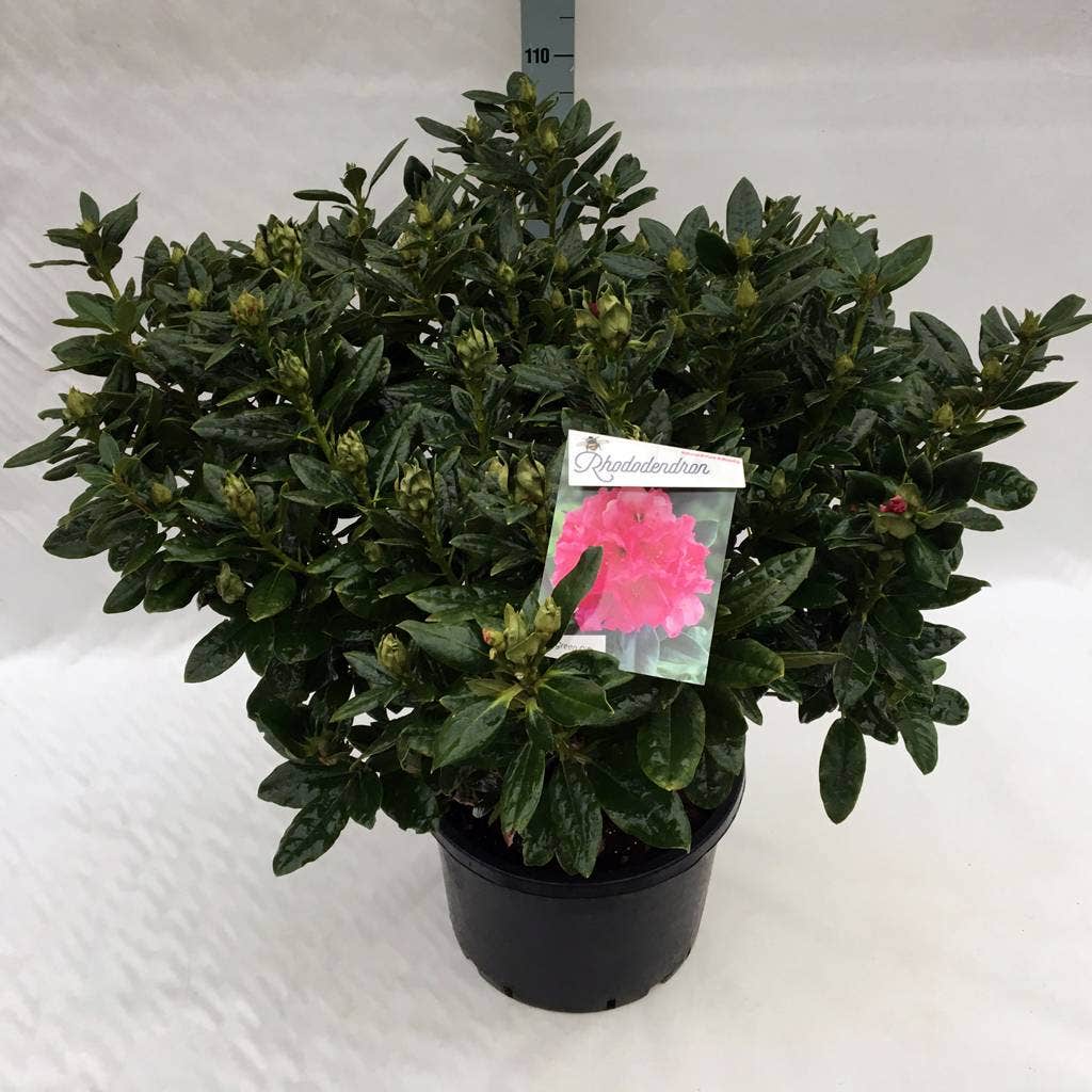  Rhododendron (Rhododendron 'Rocket')