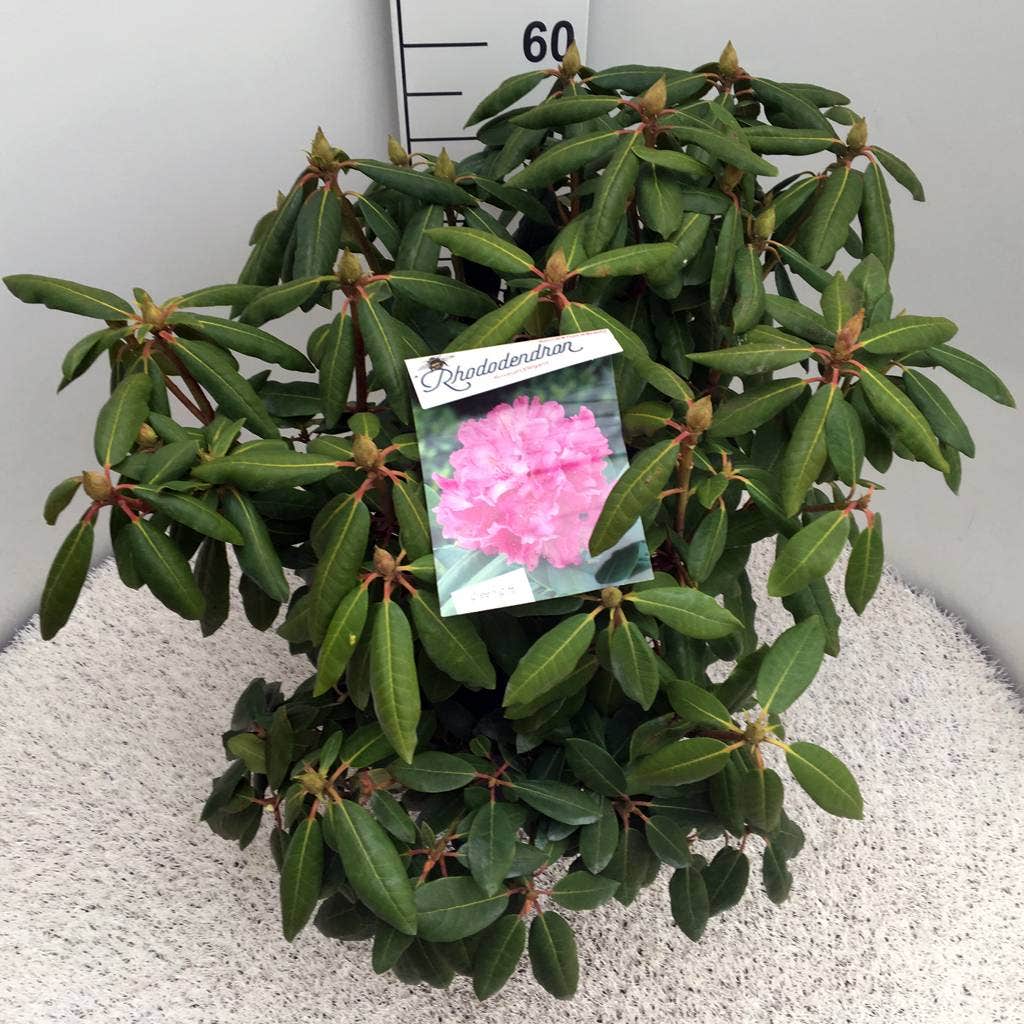  Rhododendron (Rhododendron 'Roseum Elegans')