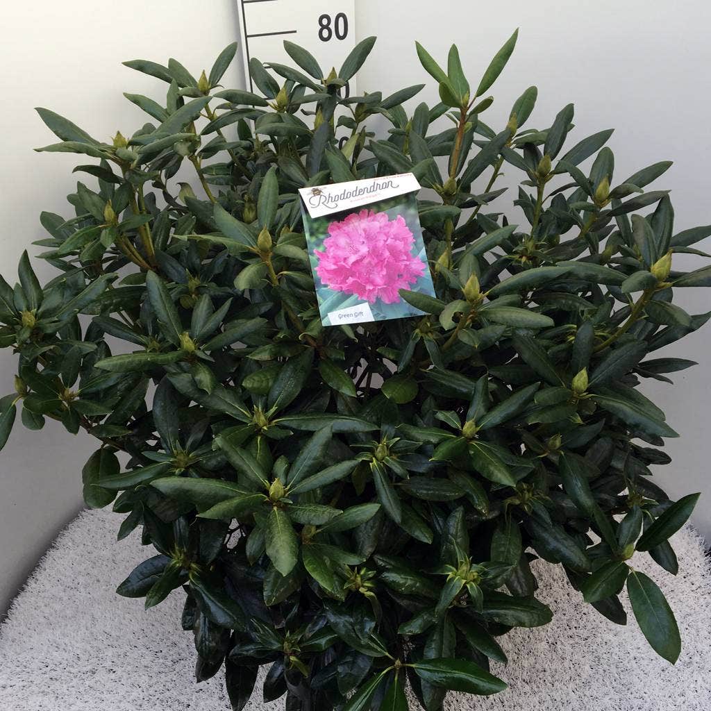  Rhododendron (Rhododendron 'Roseum Elegans')