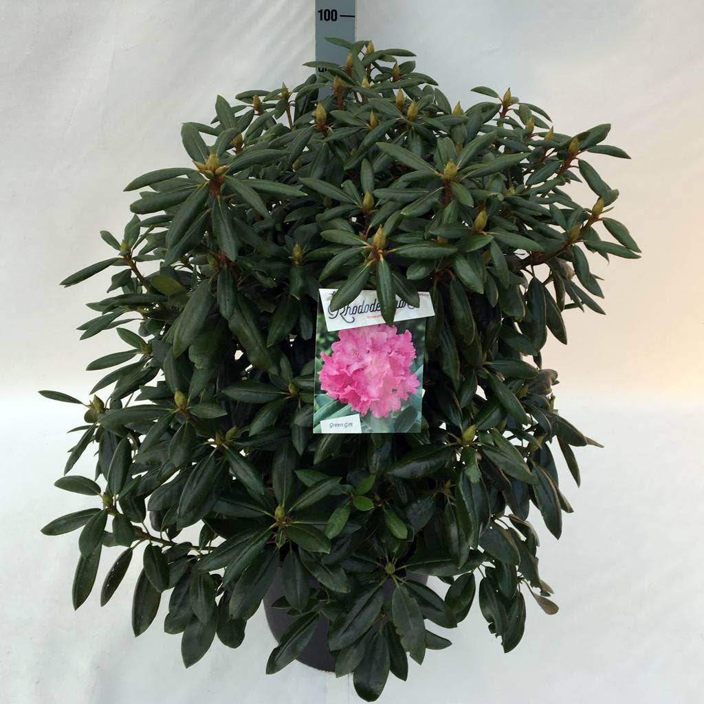  Rhododendron (Rhododendron 'Roseum Elegans')