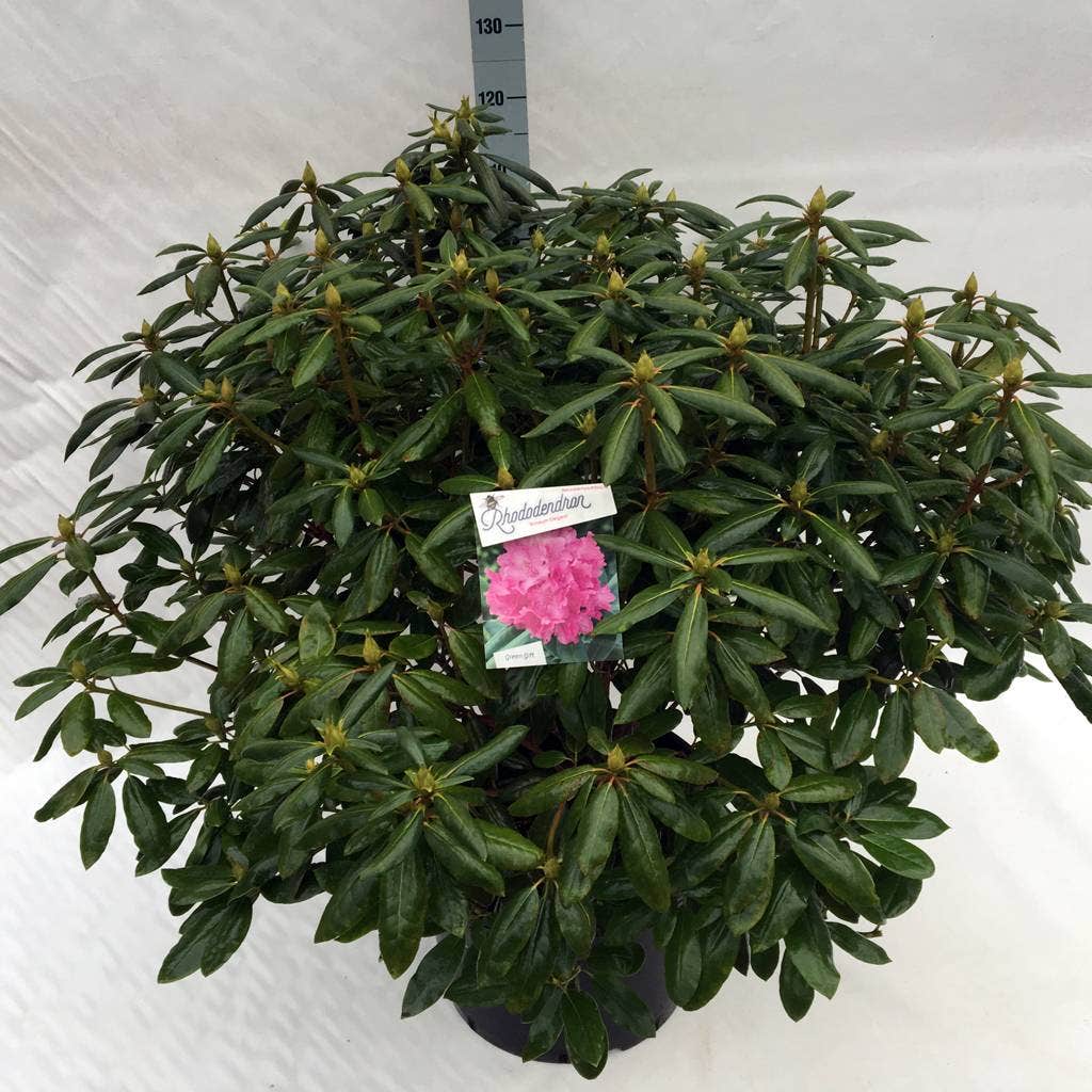  Rhododendron (Rhododendron 'Roseum Elegans')
