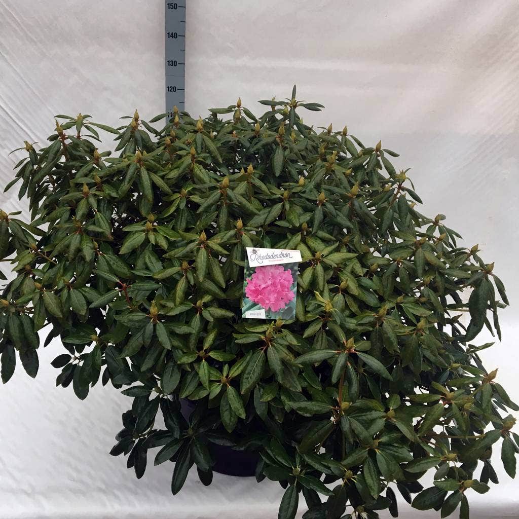  Rhododendron (Rhododendron 'Roseum Elegans')