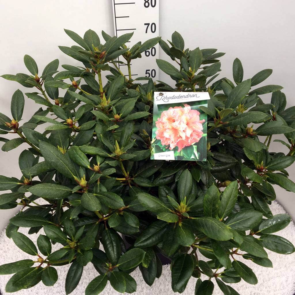  Rhododendron (Rhododendron 'Virginia Richards')
