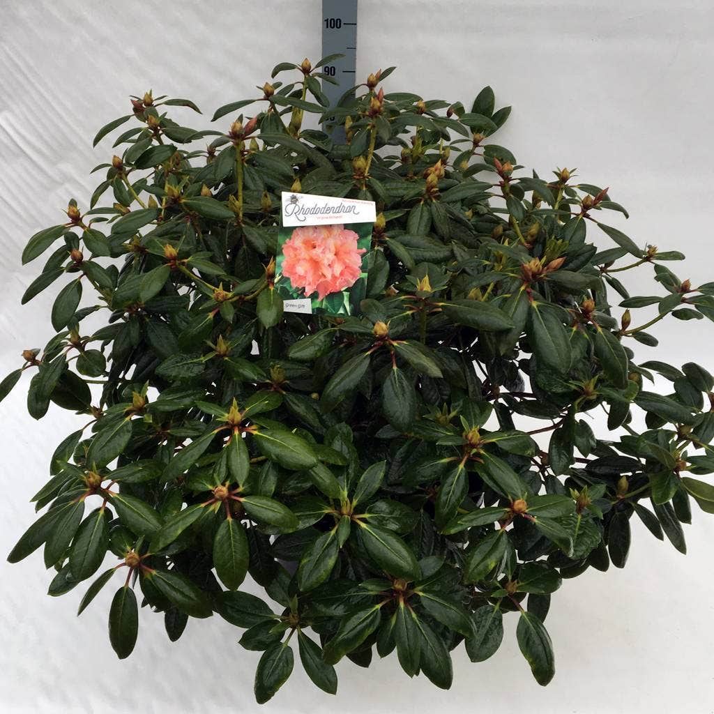  Rhododendron (Rhododendron 'Virginia Richards')
