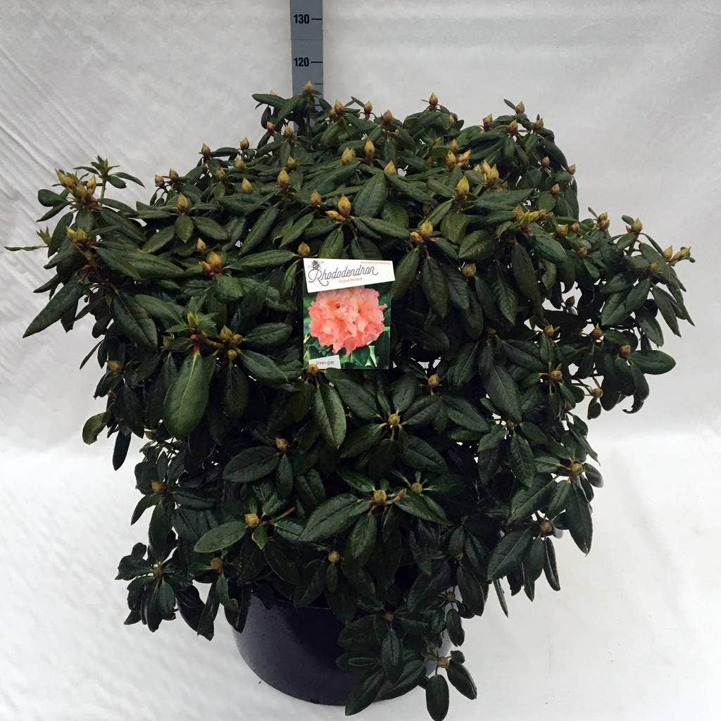 Rhododendron (Rhododendron 'Virginia Richards')