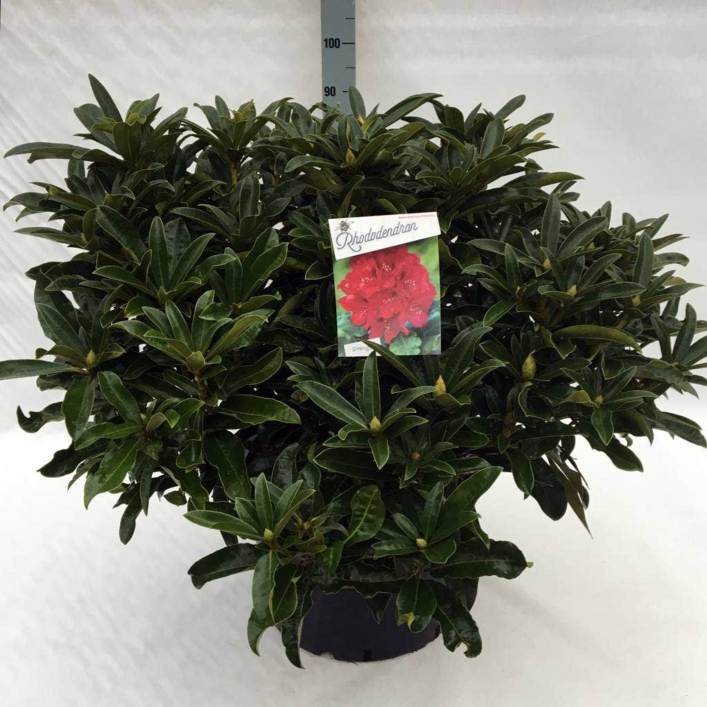  Rhododendron (Rhododendron 'Wilgen's Ruby')