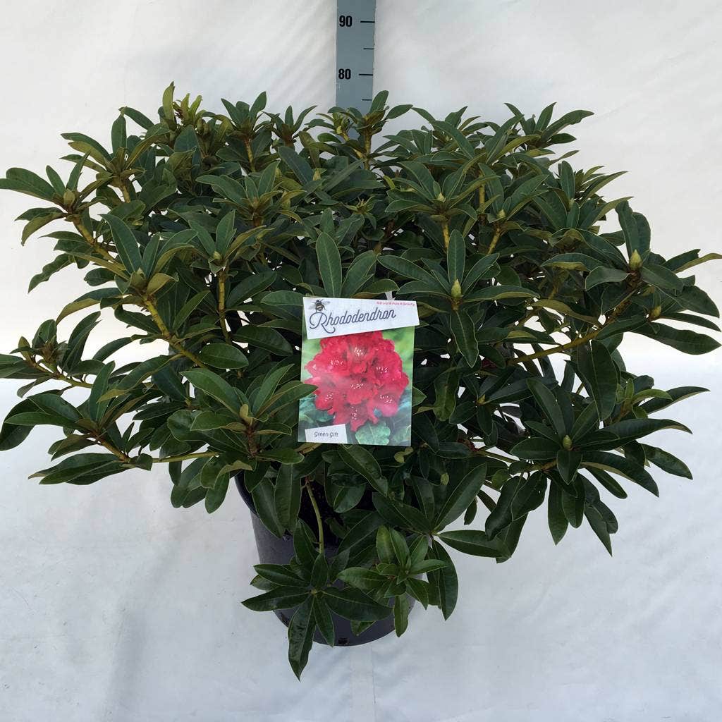  Rhododendron (Rhododendron 'Wilgen's Ruby')