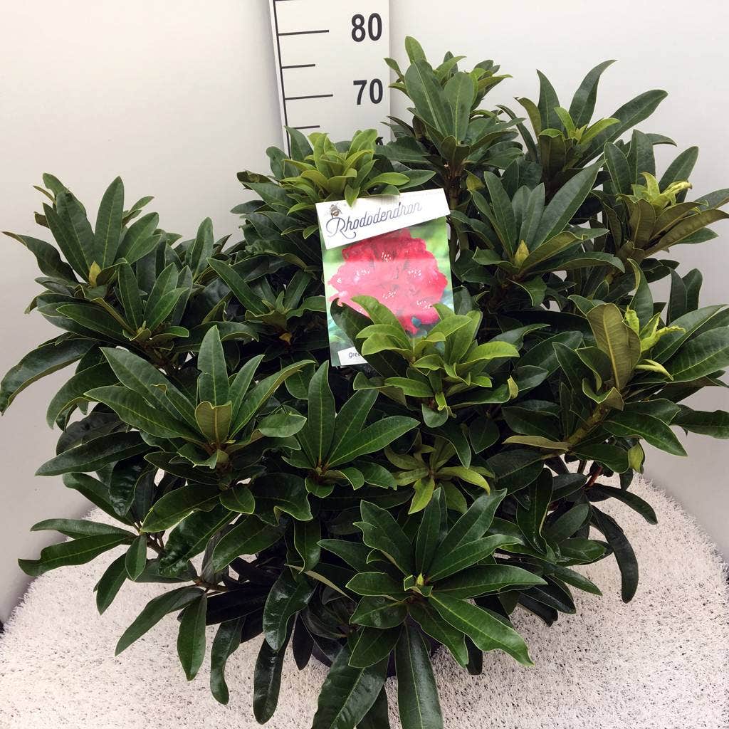  Rhododendron (Rhododendron 'Wilgen's Ruby')