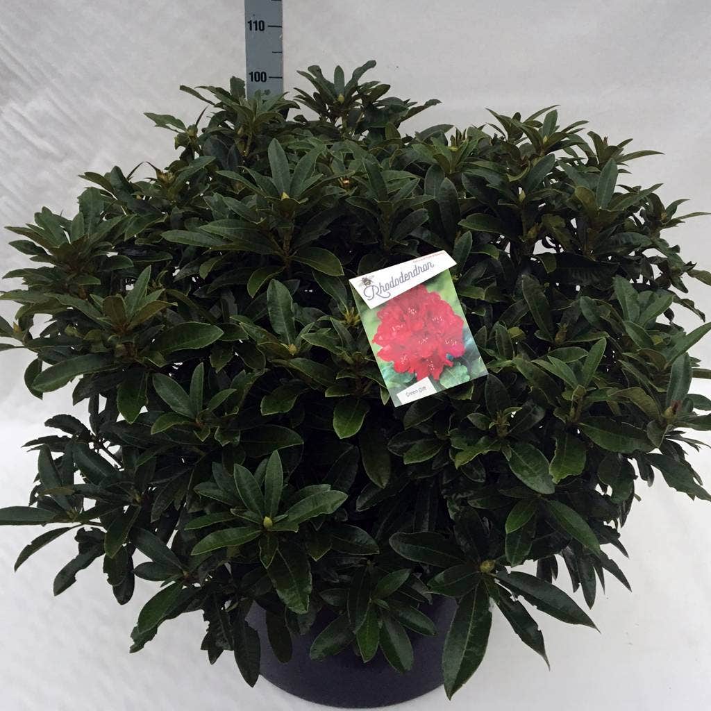  Rhododendron (Rhododendron 'Wilgen's Ruby')