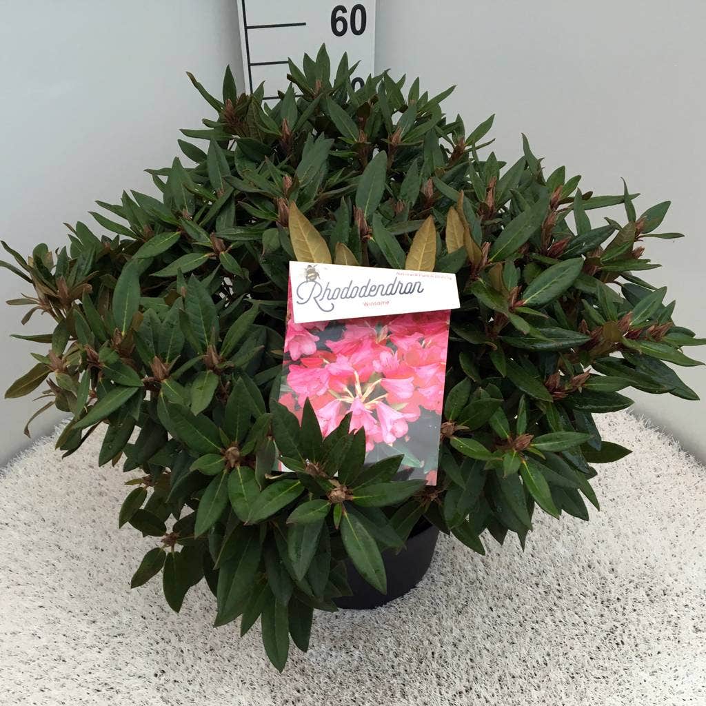  Rhododendron (Rhododendron 'Winsome')