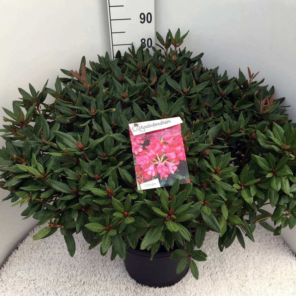 Rhododendron (Rhododendron 'Winsome')