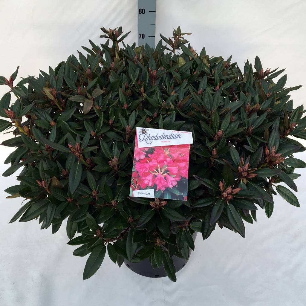  Rhododendron (Rhododendron 'Winsome')