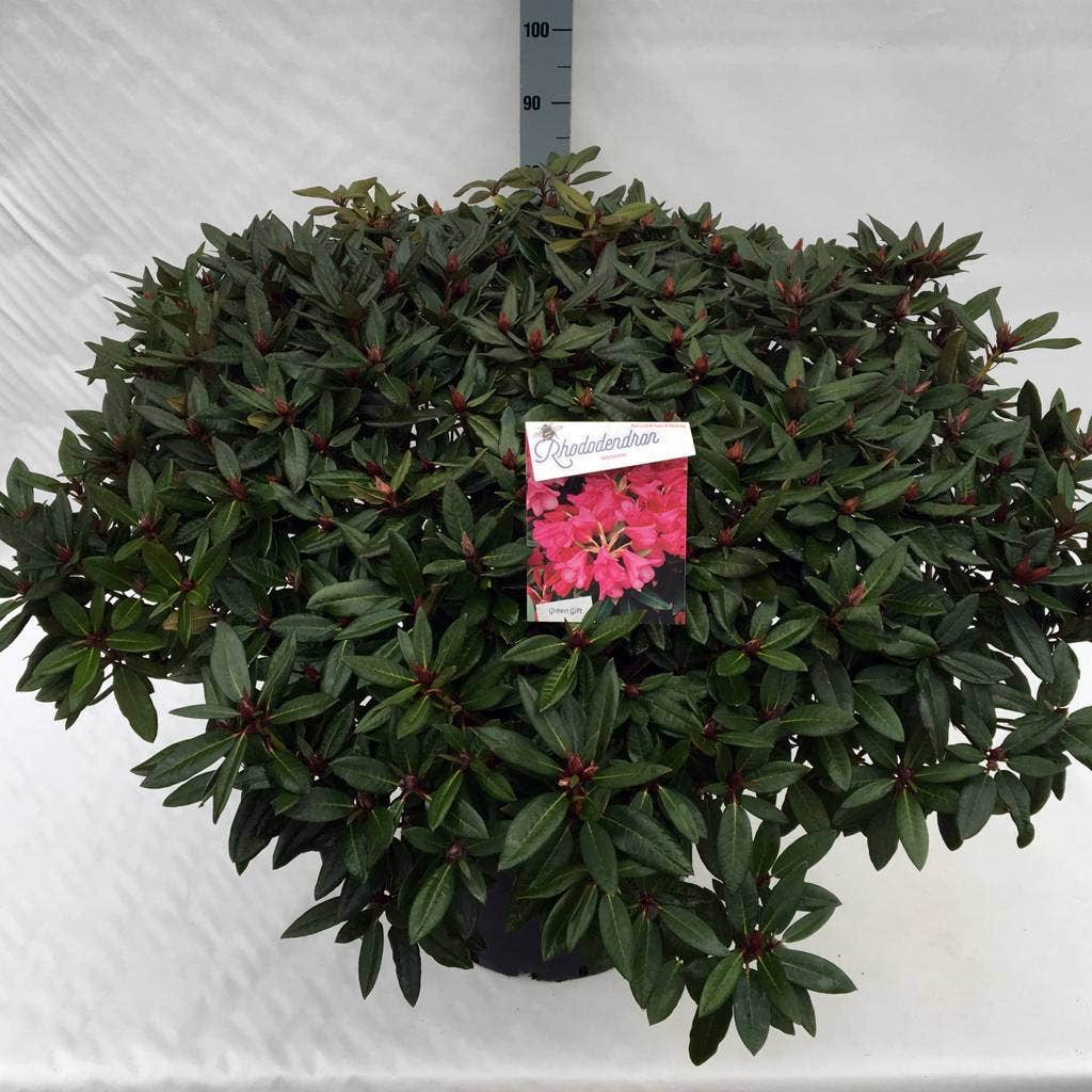  Rhododendron (Rhododendron 'Winsome')