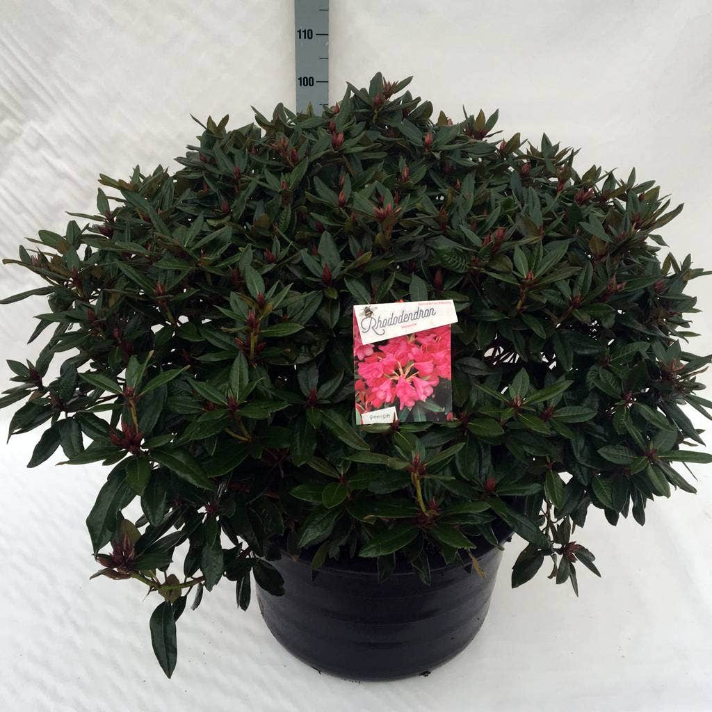  Rhododendron (Rhododendron 'Winsome')