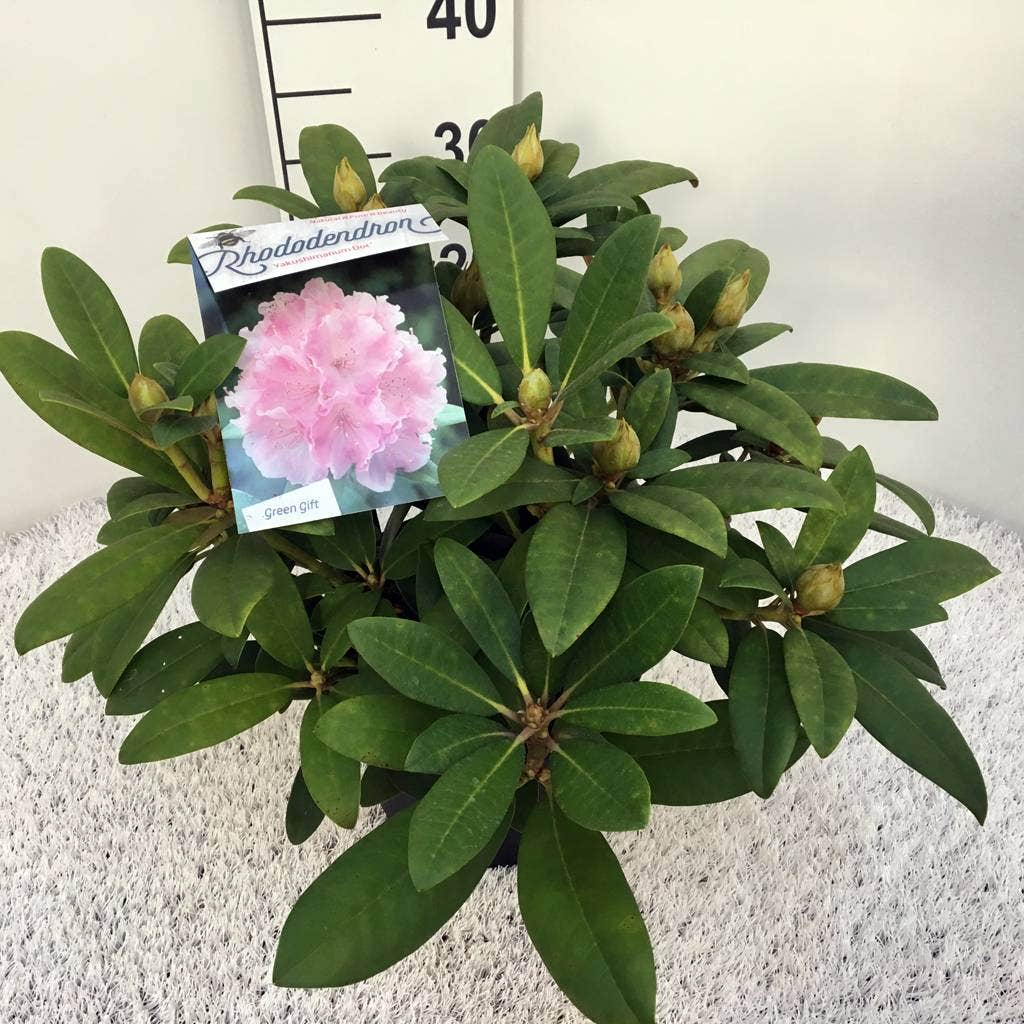  Rhododendron (Rhododendron 'Doc')