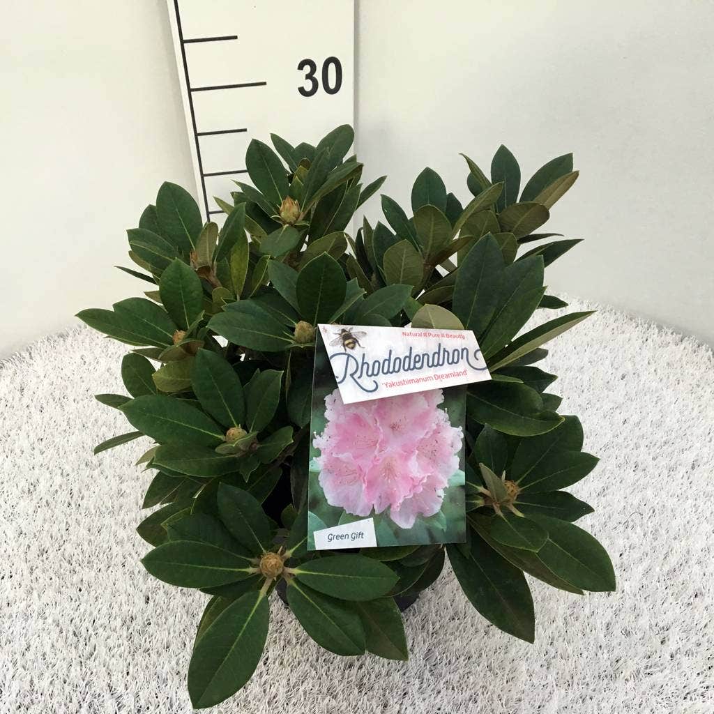  Dwergrhododendron (Rhododendron 'Dreamland')