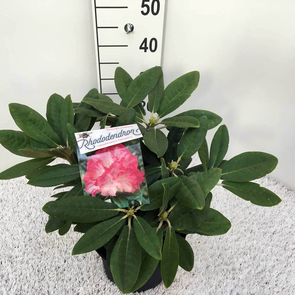  Dwergrhododendron (Rhododendron 'Fantastica')