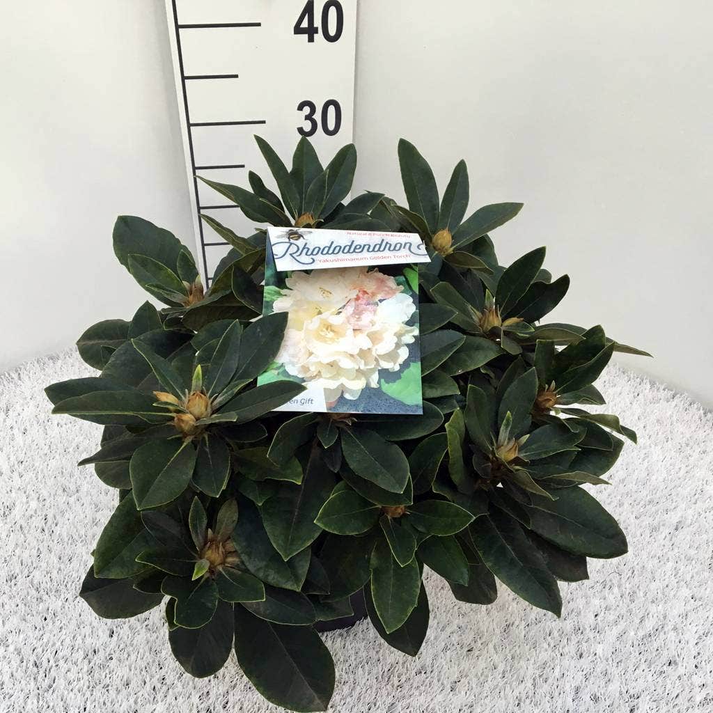  Dwergrhododendron (Rhododendron 'Golden Torch')