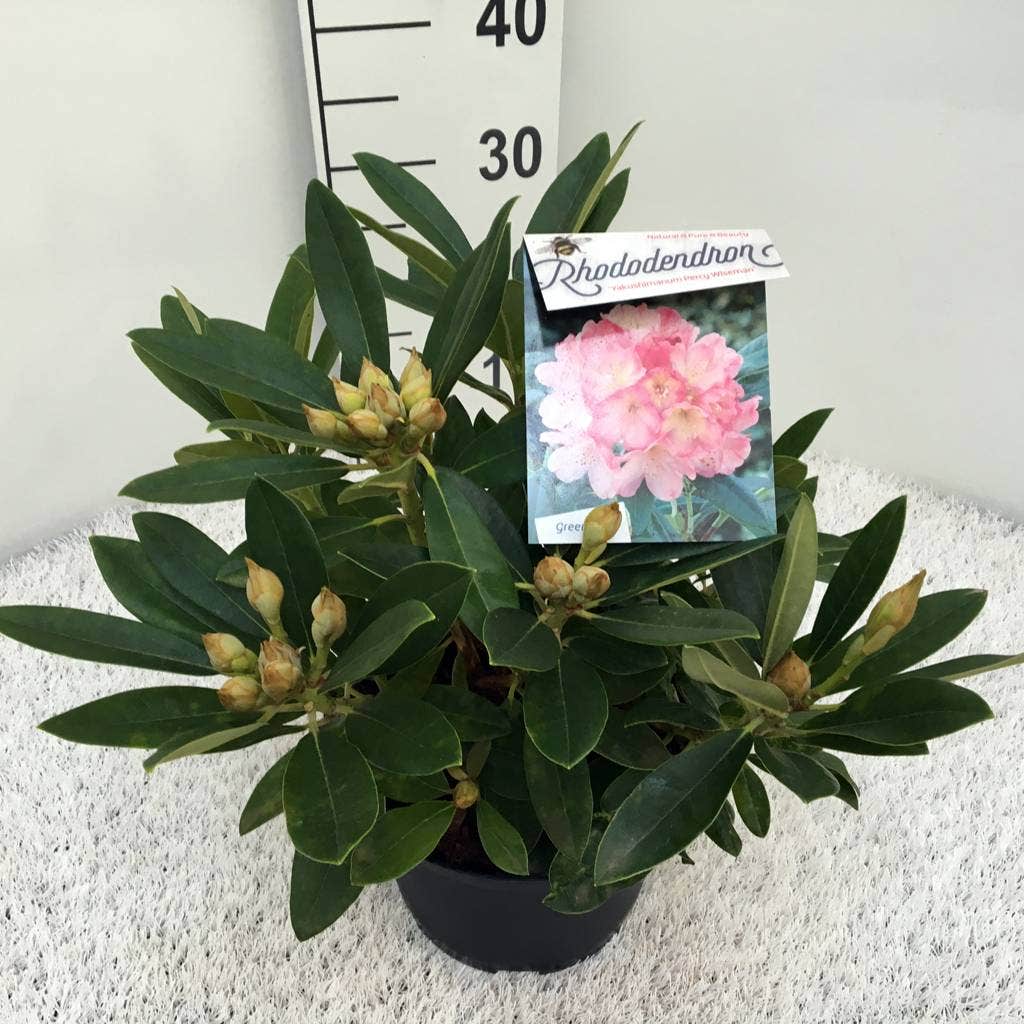  Rhododendron (Rhododendron 'Percy Wiseman')