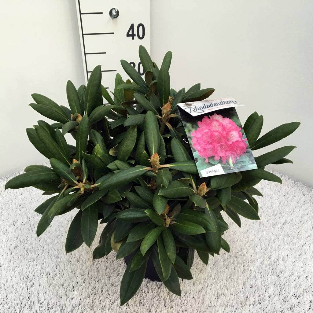  Dwergrhododendron (Rhododendron 'Polaris')