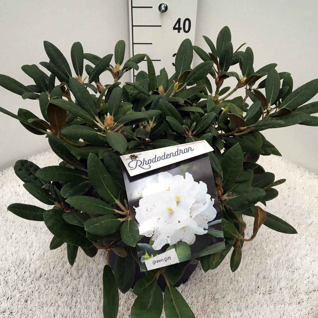  Dwergrhododendron (Rhododendron 'Porzellan')
