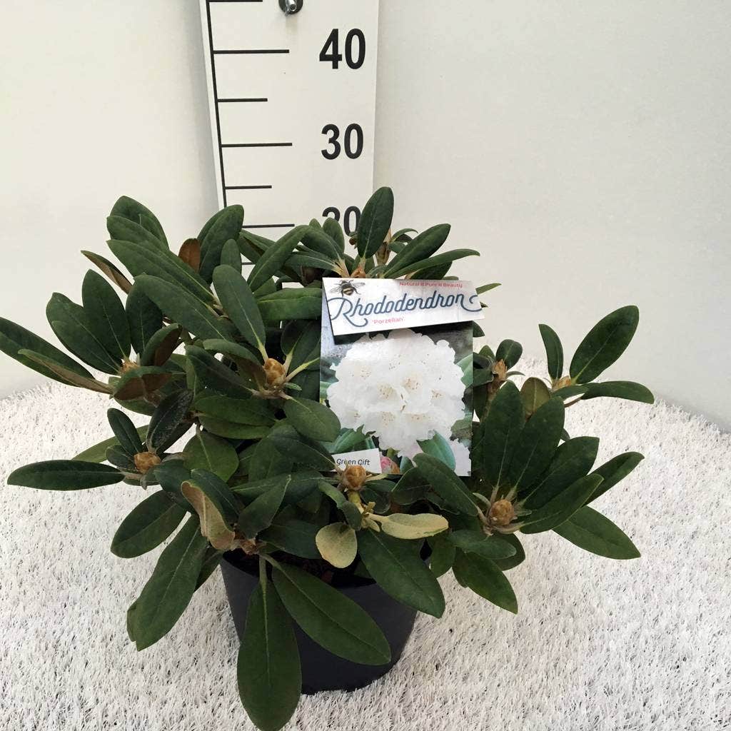  Dwergrhododendron (Rhododendron 'Porzellan')