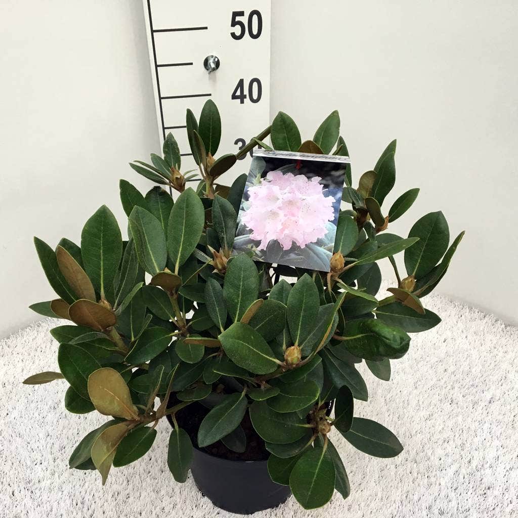  Dwergrhododendron (Rhododendron 'Silberwolke')