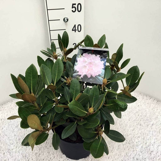  Dwergrhododendron (Rhododendron 'Silberwolke')