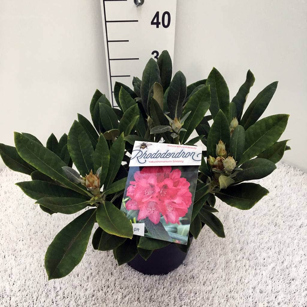  Rhododendron (Rhododendron 'Sneezy')