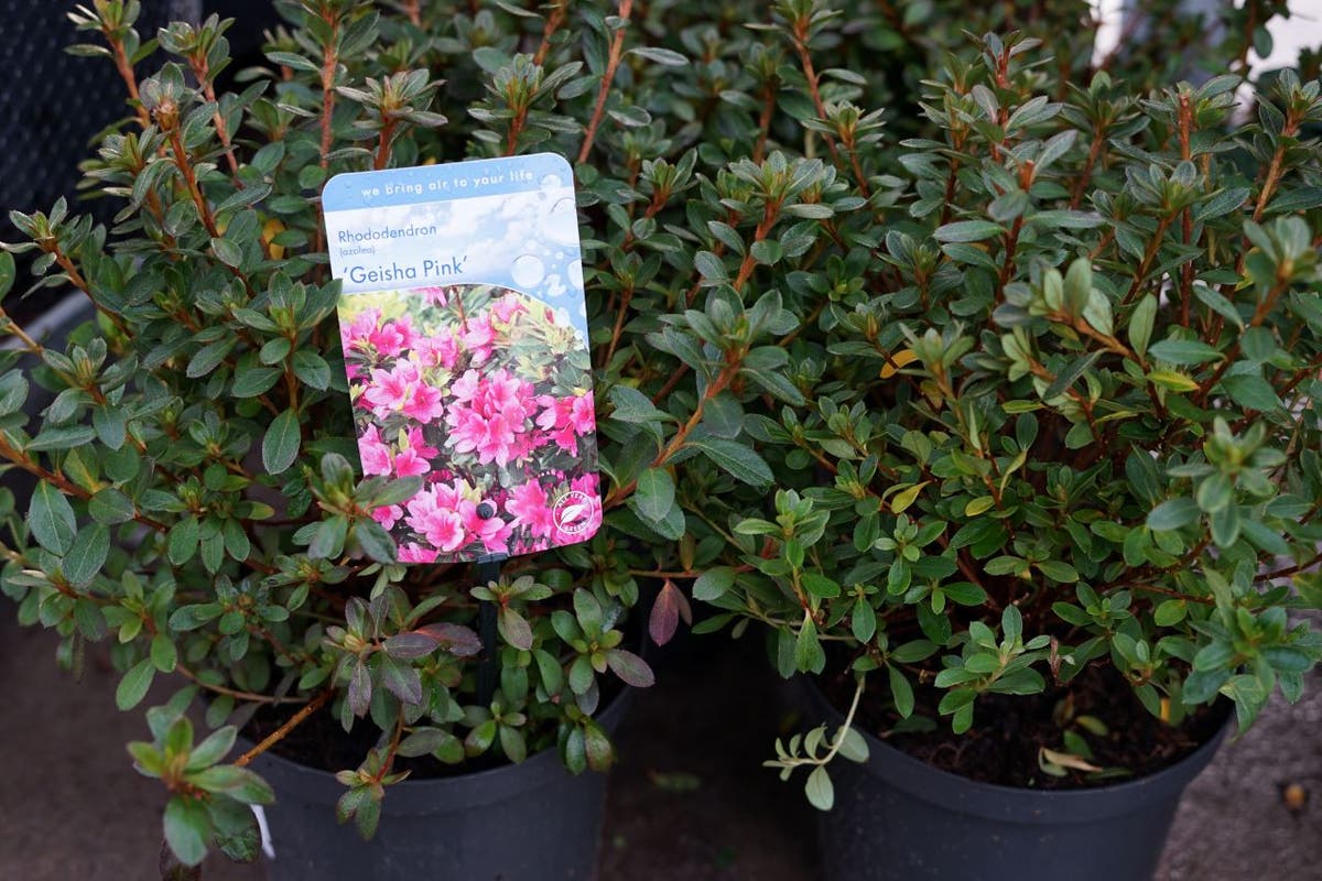  Japanse Azalea (Rhododendron 'Geisha Pink')