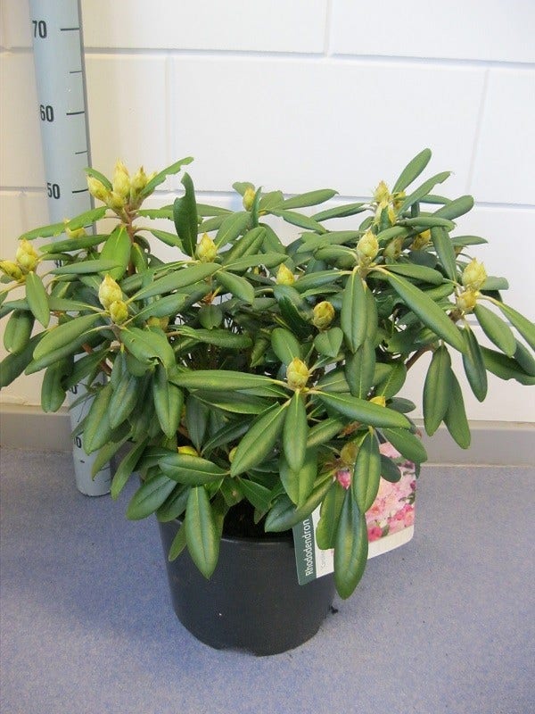  Dwergrhododendron (Rhododendron 'Caroline Allbrook')