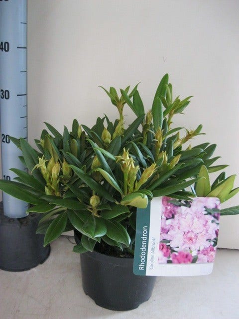  Dwergrhododendron (Rhododendron 'Caroline Allbrook')