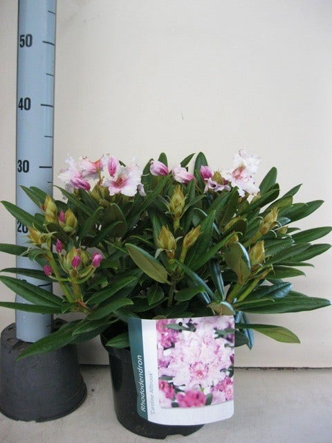  Dwergrhododendron (Rhododendron 'Caroline Allbrook')