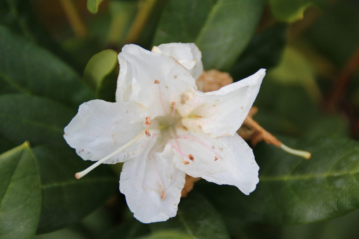  Rhododendron (Rhododendron 'Cunningham White')