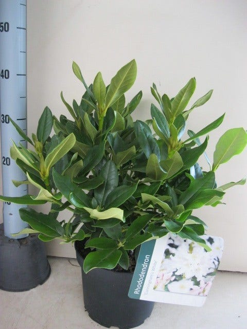  Rhododendron (Rhododendron 'Cunningham White')