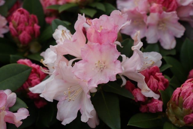  Dwergrhododendron (Rhododendron 'Dreamland')