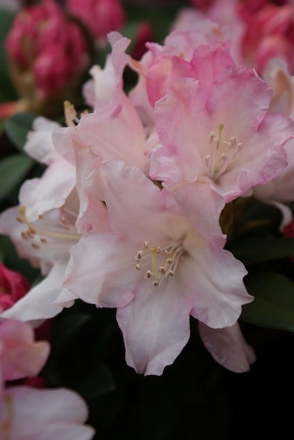  Dwergrhododendron (Rhododendron 'Dreamland')