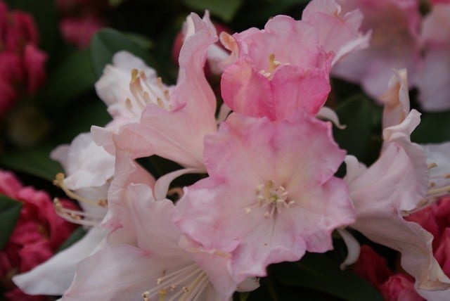  Dwergrhododendron (Rhododendron 'Dreamland')
