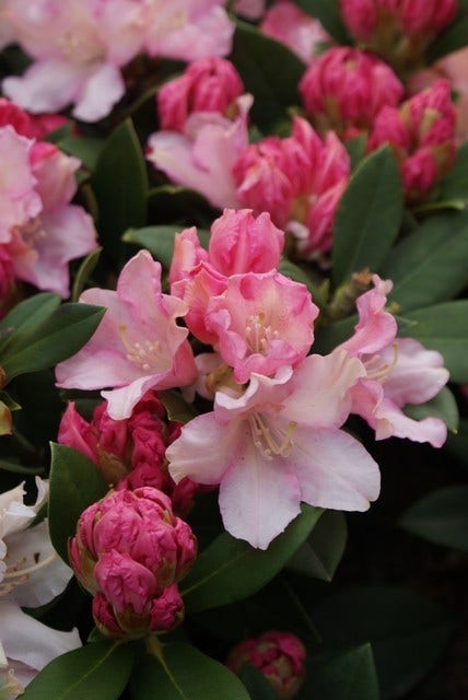  Dwergrhododendron (Rhododendron 'Dreamland')