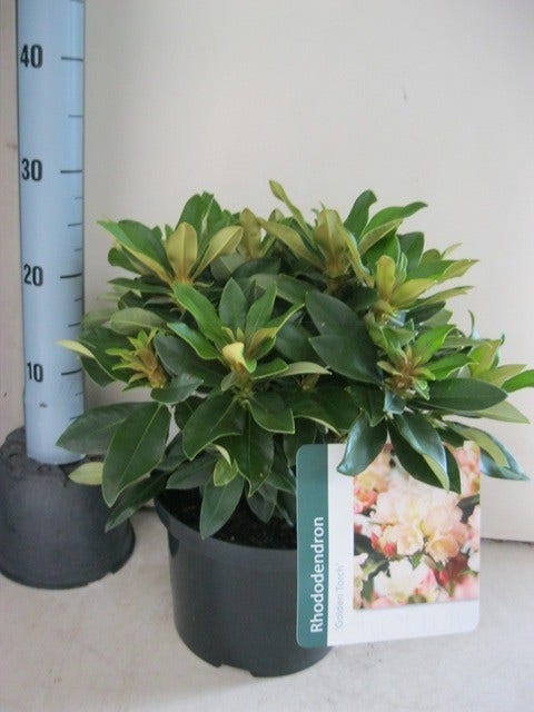  Dwergrhododendron (Rhododendron 'Golden Torch')