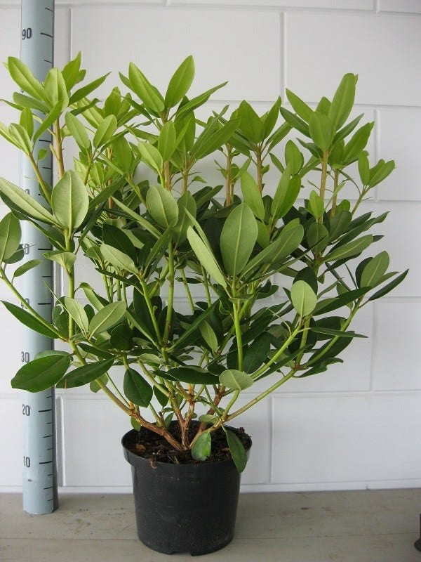  Rhododendron (Rhododendron Catawbiense 'Grandiflorum')