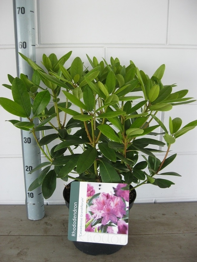  Rhododendron (Rhododendron Catawbiense 'Grandiflorum')