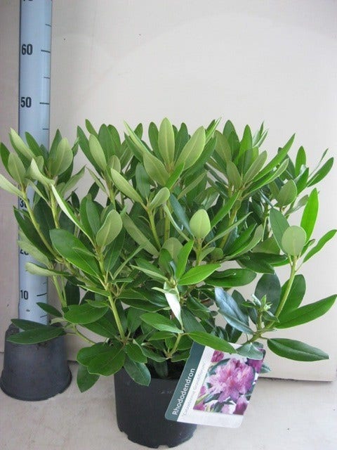  Rhododendron (Rhododendron Catawbiense 'Grandiflorum')