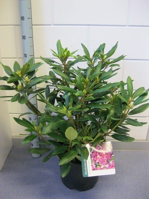  Rhododendron (Rhododendron 'Marcel Menard')