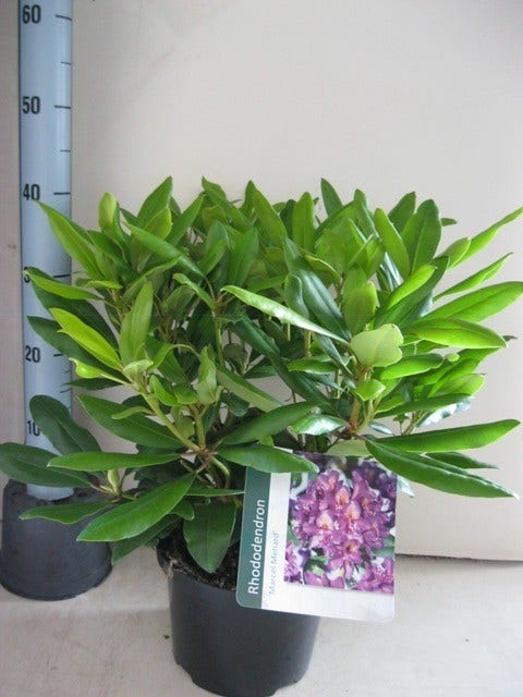  Rhododendron (Rhododendron 'Marcel Menard')